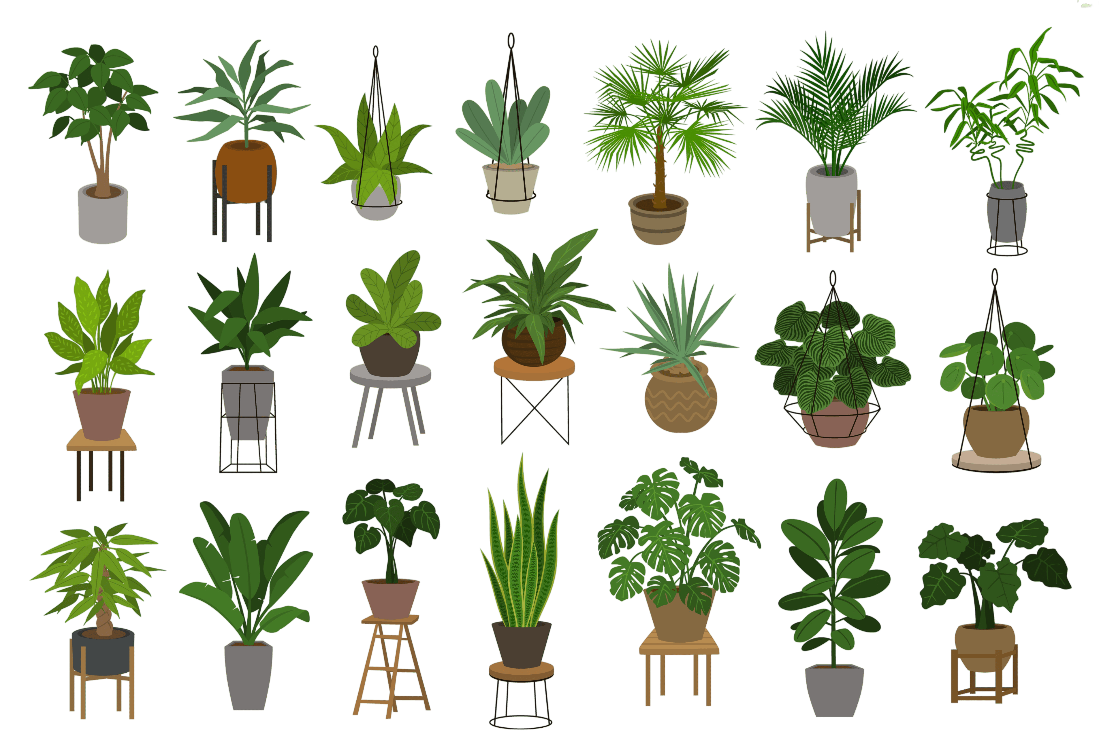 collection of different decor house indoor garden plants in pots and stands graphic set